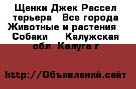 Щенки Джек Рассел терьера - Все города Животные и растения » Собаки   . Калужская обл.,Калуга г.